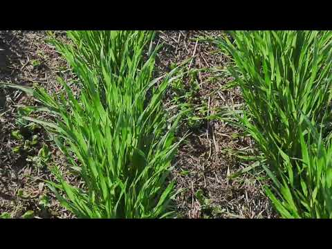 Видео: Озимый ячмень. Обработка "Авиатором'. No - till 18.04.2023