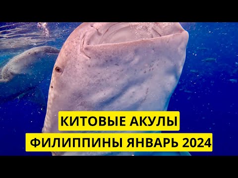 Видео: КИТОВЫЕ АКУЛЫ, ОСЛОБ, СЕБУ, ФИЛИППИНЫ