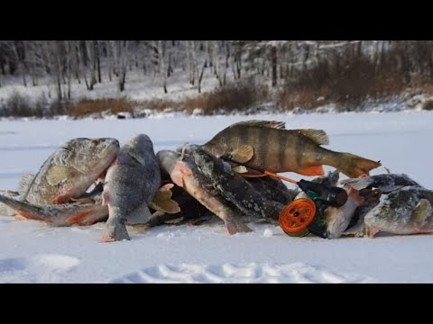 Видео: ПЕРВЫЙ ЛЕД | КОНИ ОКУНИ в БОЛОТЕ | ОТКРЫТИЕ СЕЗОНА