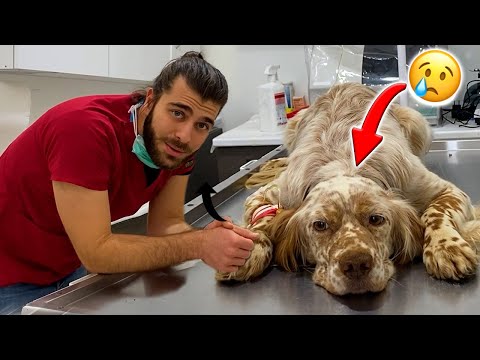 Видео: Чем болеет эта собака? #TheVet