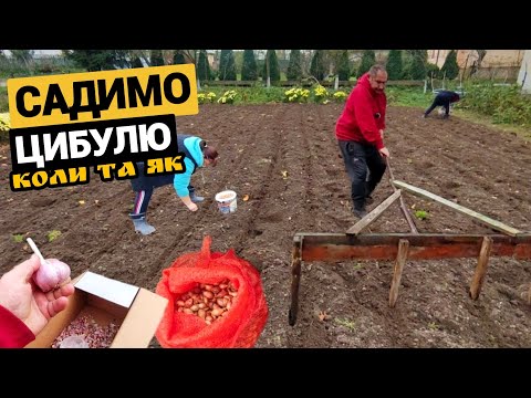 Видео: Найкращі дні для посадки цибулі та часнику на зиму. В кінці жовтня та листопад. Життя в селі