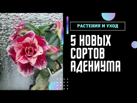 Видео: ПРИВИВКА АДЕНИУМА 5 новых СУПЕР сортов 🔥 #адениум #adenium