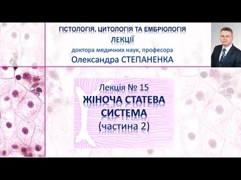 Видео: Гістологія. Лекція 15. Жіноча статева система (частина 2)
