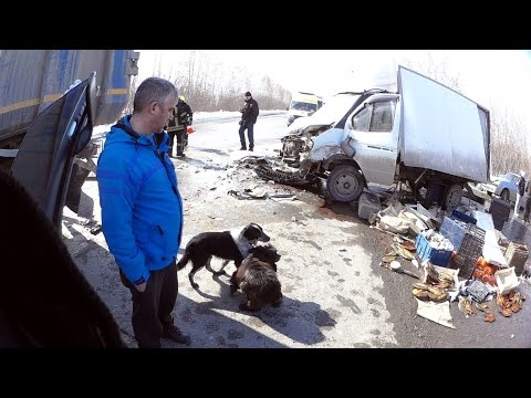 Видео: Фура разорвала газель. Рыба на трассе-счастье собакам.
