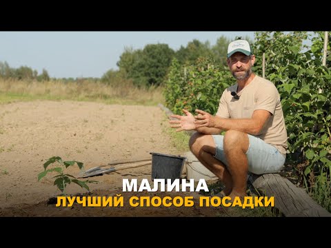 Видео: ВЫСАЖИВАЮ МАЛИНУ ТОЛЬКО ТАК. Правильно посаженая малина - гарантированно богатый урожай.