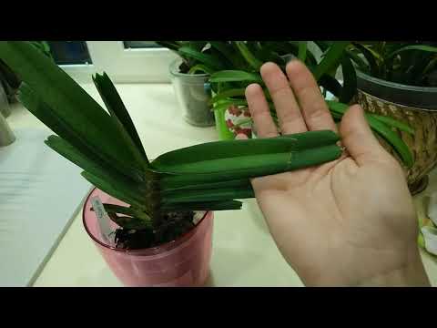 Видео: Rhynchostylis gigantea_2часть