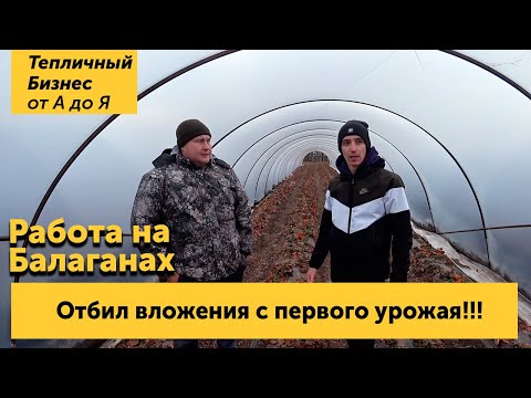 Видео: Как заработать на теплице? Какую технологию выбрать? Размеры тепличных балаганов