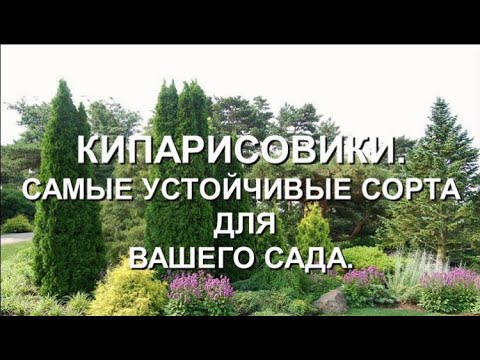 Видео: Кипарисовики. Самые устойчивые сорта для вашего сада.