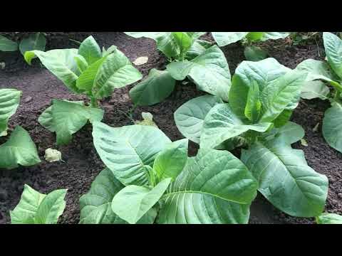 Видео: Табачные будни, разница сортов в этом году и том.  25.06.25