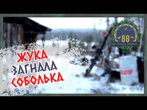 Видео: Регион 88 | Жука загнала соболька. У собак веселье. Вывез мясо