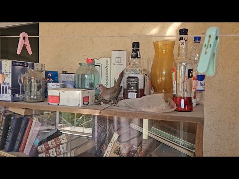 Видео: Непрошеные гости