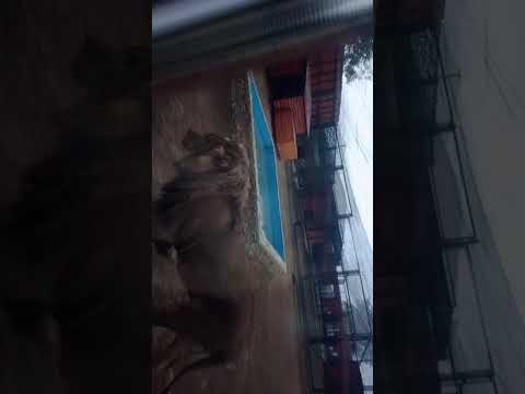 Видео: 09.10.2025г. Иван в гостях у Шерхана. Кабель не под ноги, а по воздушке.