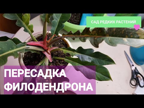 Видео: Пересадка филодендрона  "кольцо огня" Philodendron Ring of Fire. Грунт, полив, уход.