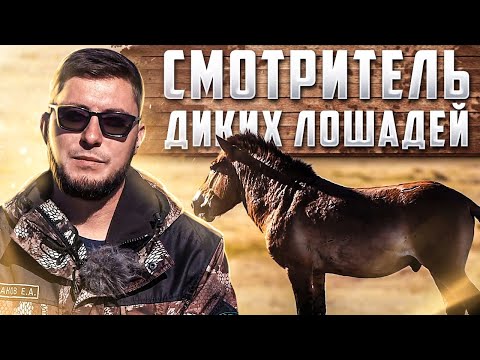 Видео: СМОТРИТЕЛЬ ДИКИХ ЛОШАДЕЙ