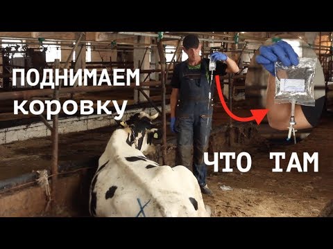 Видео: ПОДНИМАЕМ КОРОВУ С ПАРЕЗОМ и рассказываем все нюансы