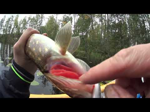 Видео: Рыбалка и отдых на Карельском перешейке