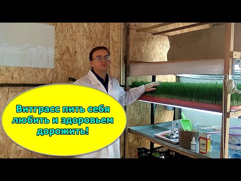 Видео: #Витграсс в домашних условиях. Сок молодых ростков #пшеницы. #Молодость #Здоровье #Красота Часть 1