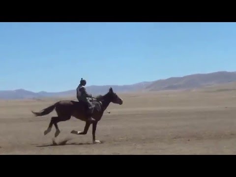 Видео: The fastest horse Naiman-tori!!! Самый быстрый скакун!!! Найманның шабысы