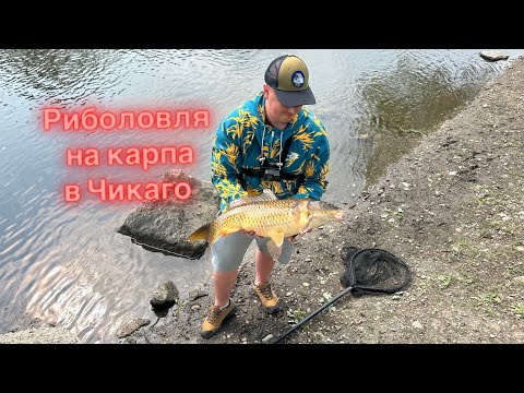 Видео: Рибалка на коропа в Чикаго США на river FOX / Fishing Chicago