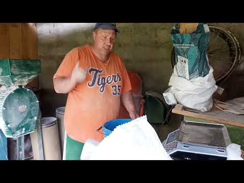 Видео: Корм для свиней от 30 до 60 кг🔥🔥🔥.Кормим правильно 🐷🐷🐷👍.