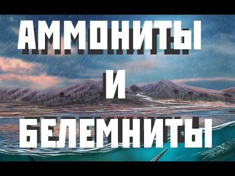 Видео: Аммониты и белемниты | Александр Ипатов