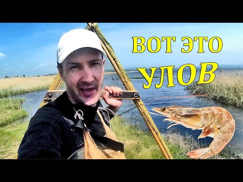 Видео: Рыбалка на креветку сачком! Полная ловушка ракообразных деликатесов за заход!