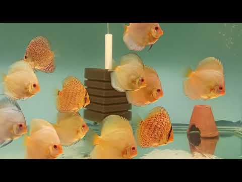 Видео: Карантин дискусов из города Майский.