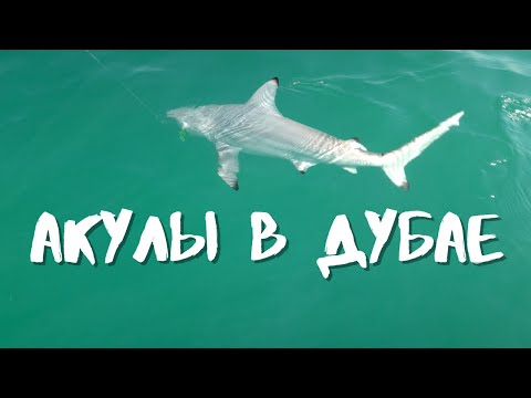 Видео: Ловим Акул  прямо в Дубае !