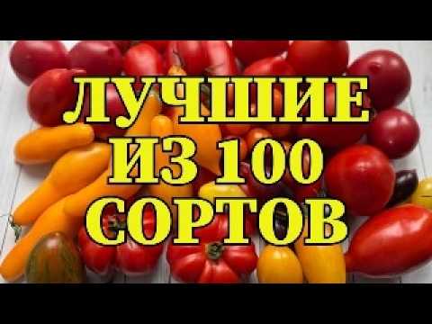 Видео: Из 100 сортов ВЫБРАЛА ЛУЧШИЕ! Самые УРОЖАЙНЫЕ И ВКУСНЫЕ ТОМАТЫ
