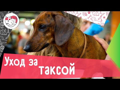 Видео: 5 особенностей ухода за таксой