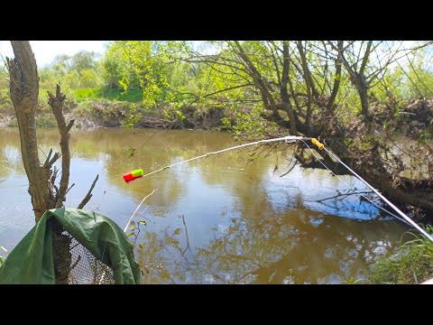 Видео: ЗАКИНУЛ В КОРЯЖНИК, КРУПНЯК ПОДНЯЛ боковой кивок. Рыбалка на карася в 2025