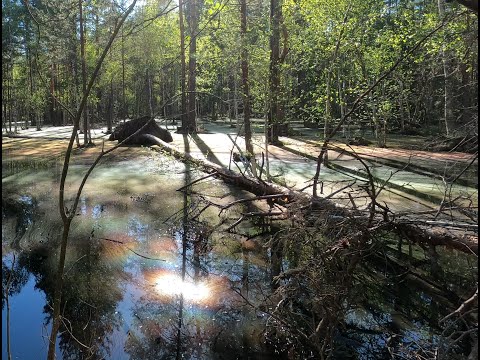 Видео: Велопоход по весенней Мещере - разливы, пески и пивзавод.