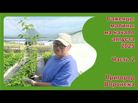 Видео: Саженцы малины поздних ремонтантных и летних сортов на начало августа. Пригород Воронежа.