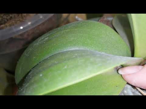 Видео: Гниёт шейка орхидеи, что делать. Топаз от грибка и фузариоза на орхидее. Часть 1.