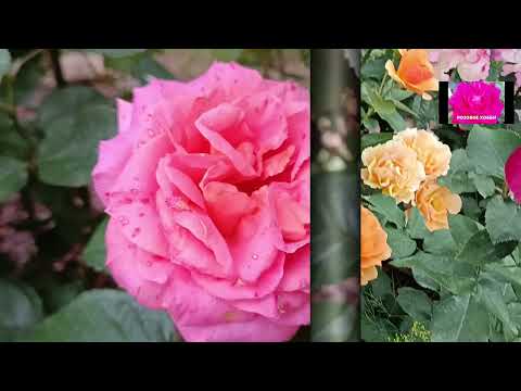 Видео: ФЛОРИБУНДА. НАЧИНАЮЩИМ