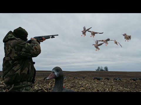 Видео: КОЛЛЕКТИВНАЯ ОХОТА НА ГУСЯ С ЭФФЕКТОМ ПРИСУТСВИЯ. Рекорд по гусю.