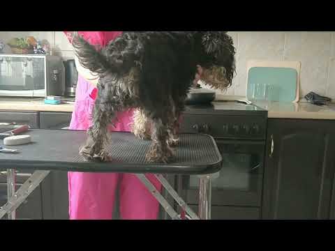 Видео: Цвергшнауцер.К лету готовы!