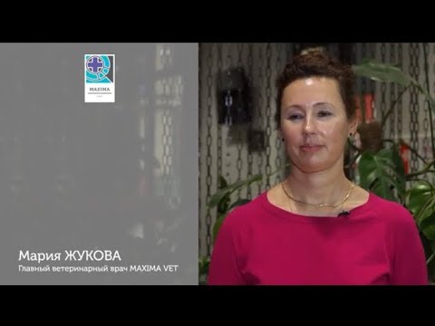 Видео: Мария ЖУКОВА о ринопневмании лошадей