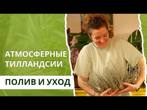 Видео: Атмосферные тилландсии 🌱 уход