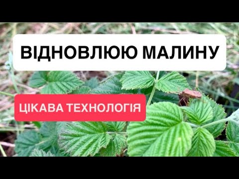 Видео: ВІДНОВЛЕННЯ МАЛИНИ. Цікава технологія