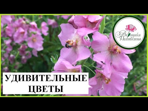 Видео: КОРОВЯК - ПОЛЕЗНЫЙ КРАСАВЧИК. ВЫРАЩИВАЕМ ИЗ СЕМЯН