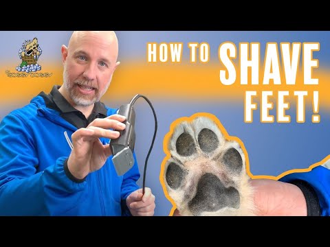 Видео: Узнайте, как брить лапы вашей собаки, от The Soggy Doggy