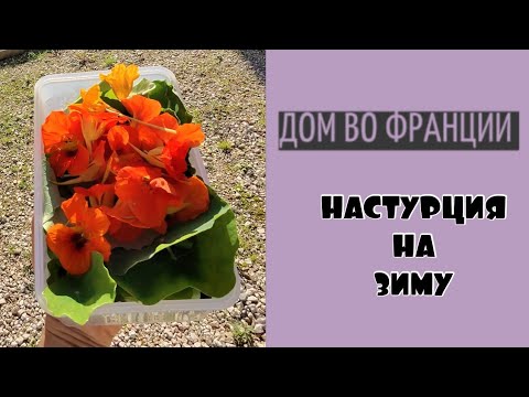 Видео: Три заготовки из настурции| сохраняем витамины на зиму