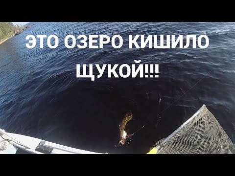 Видео: КЛЮЁТ КАЖДЫЙ ЗАБРОС! КИШАЩЕЕ РЫБОЙ ОЗЕРО (часть 2)  #тайга #рыбалкавкарелии #рыбалканаспиннинг #щука