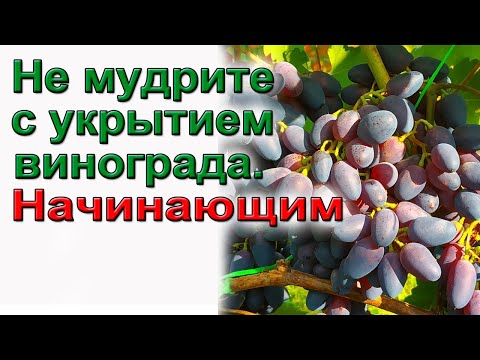 Видео: Не мудрите с укрытием винограда. Начинающим.