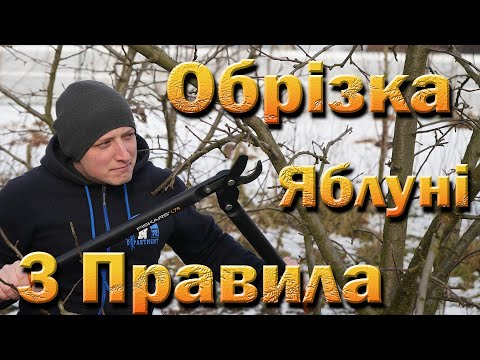 Видео: Обрезка взрослой яблони 2023. Три правила обрезки яблони. Обрезаем яблоню на среднерослом подвое