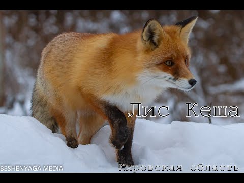 Видео: Лис в дикой природе Кировской области.