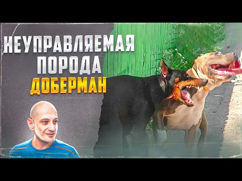 Видео: Доберман порода неуправляемая ???