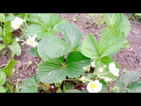 Видео: Его Мысли Чувства И Намерения Относительно Вас