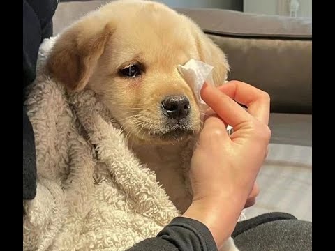 Видео: 😺 Не плачь! Кто тебя обидел? 🐕 Смешное видео с собаками, кошками и котятами! 😸